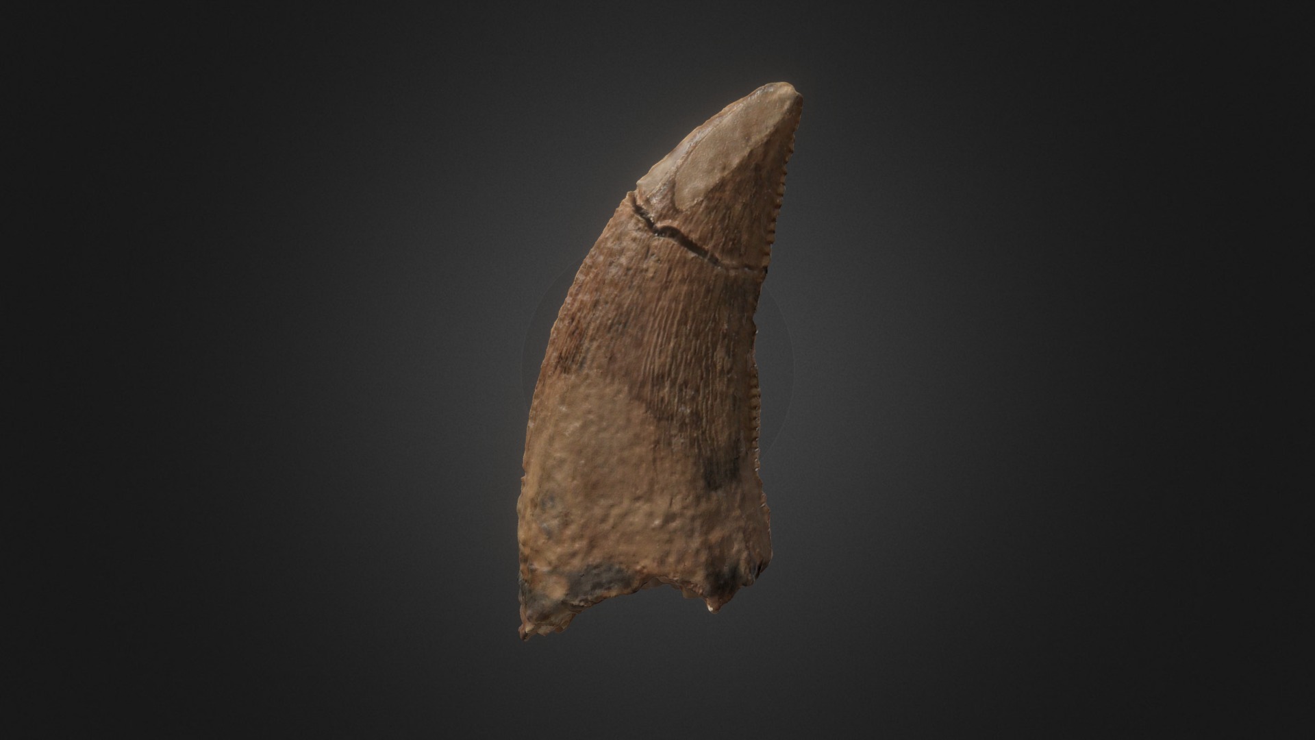 3D model Saurornitholesthes Tooth - This is a 3D model of the Saurornitholesthes Tooth. The 3D model is about a close up of a leaf.