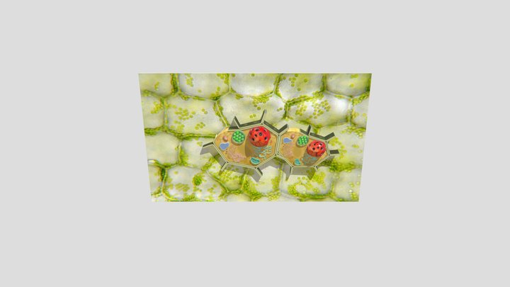 Cell 3D models - Sketchfab