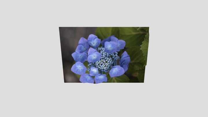 hydrangea 3D Model
