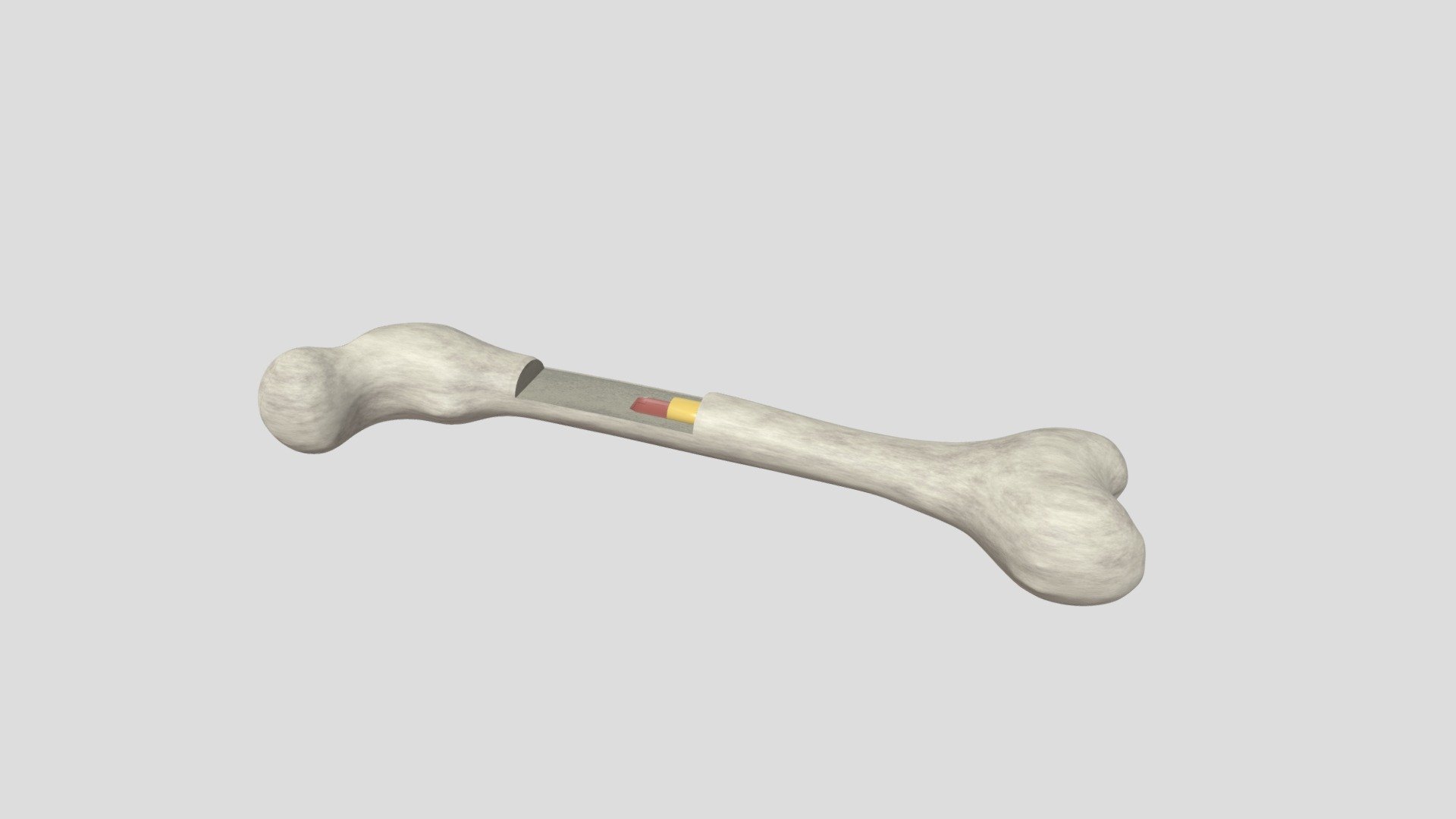 Final Project_Human Croos-section_673070142-1 - Download Free 3D model ...