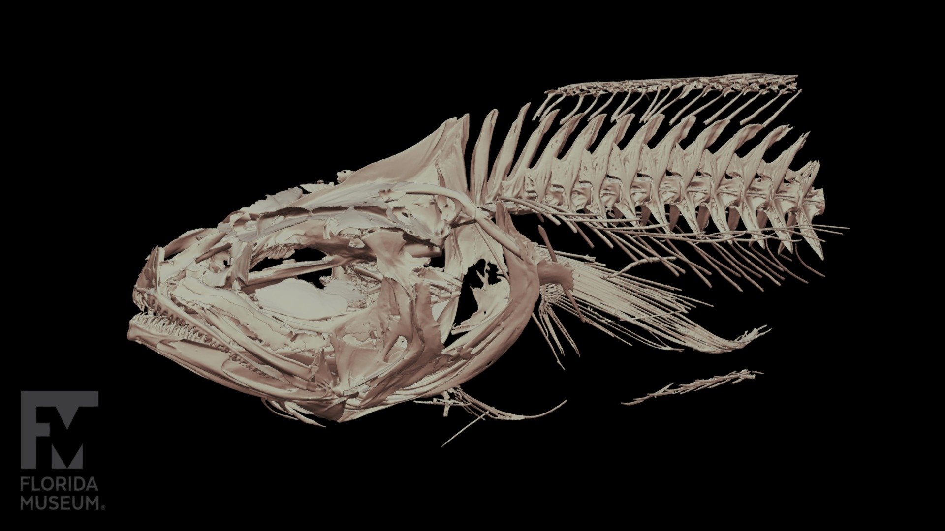 Gadella Cod, Moridae - 3D model by FloridaMuseum [bba48a7] - Sketchfab