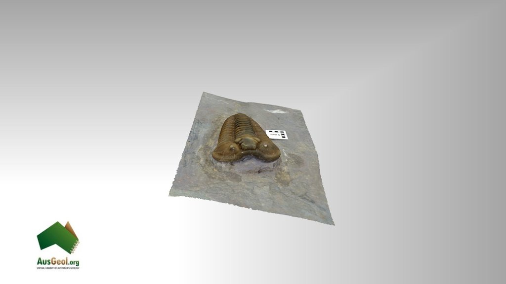 Trilobite 4