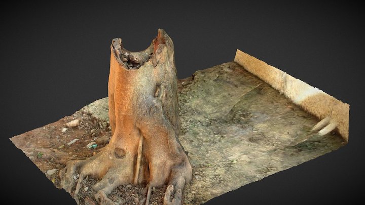 Tree Photogrammetry 3D Model
