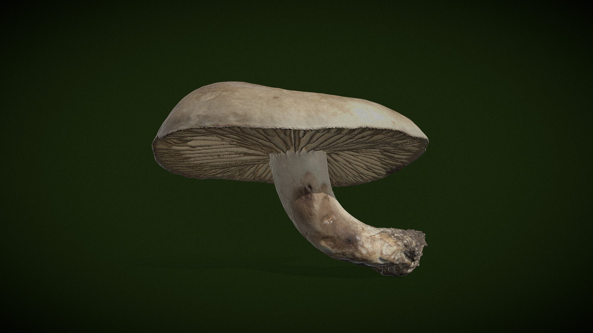 Russula nigricans - Real fungi 3D scan