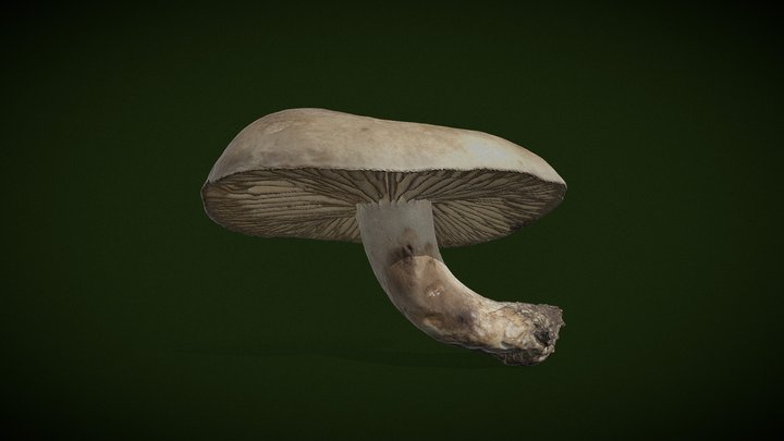Russula nigricans - Real fungi 3D scan 3D Model