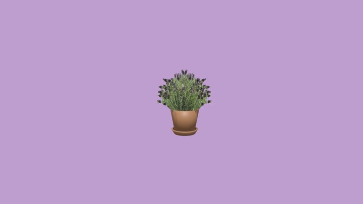 Lavender Plant Potted-  Medicinal Herb 3D Model