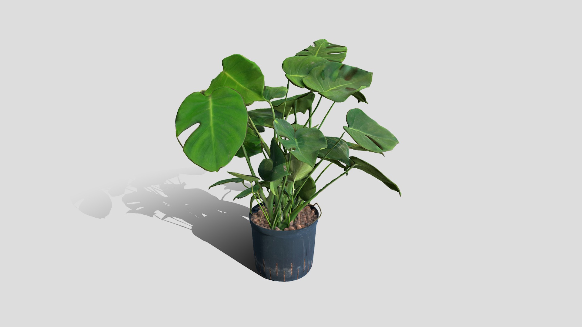 3D model 000024_Philodendron 2 - This is a 3D model of the 000024_Philodendron 2. The 3D model is about a potted plant with a plant in it.