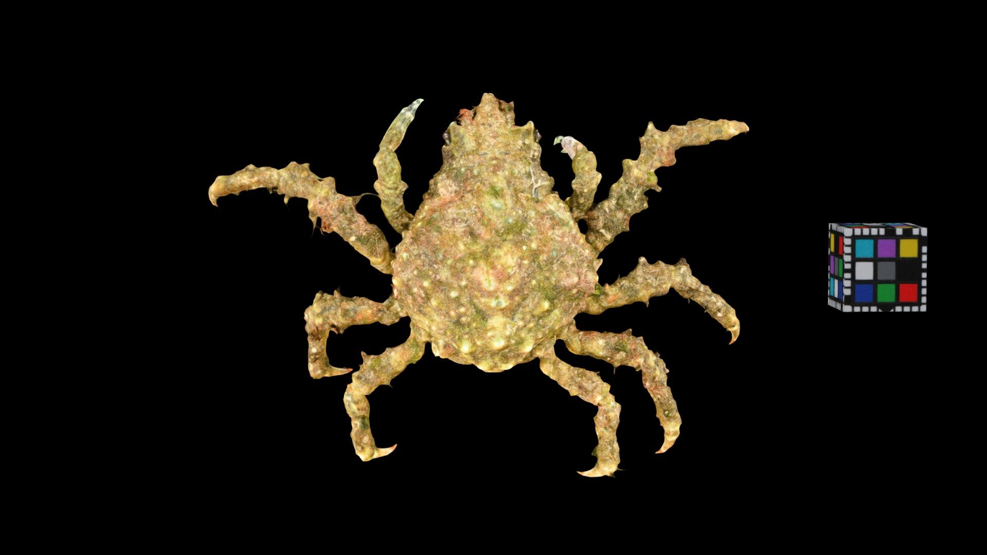イソクズガニ Majid Crab, Tiarinia cornigera
