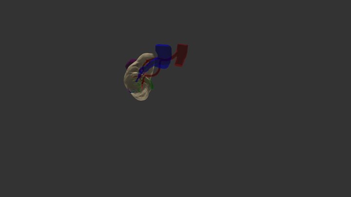 Kidney - Multi-color - V3 3D Model
