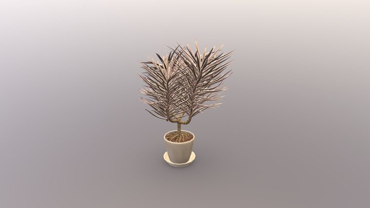 Dragon Dracaena plant in beige pot. 3D Model