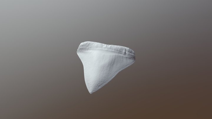 Megalodon Tooth 3D Model