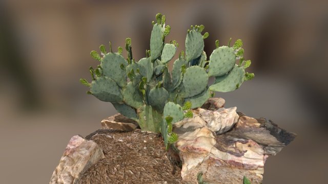 Opuntia (Prickly Pear) Cactus 3D Model