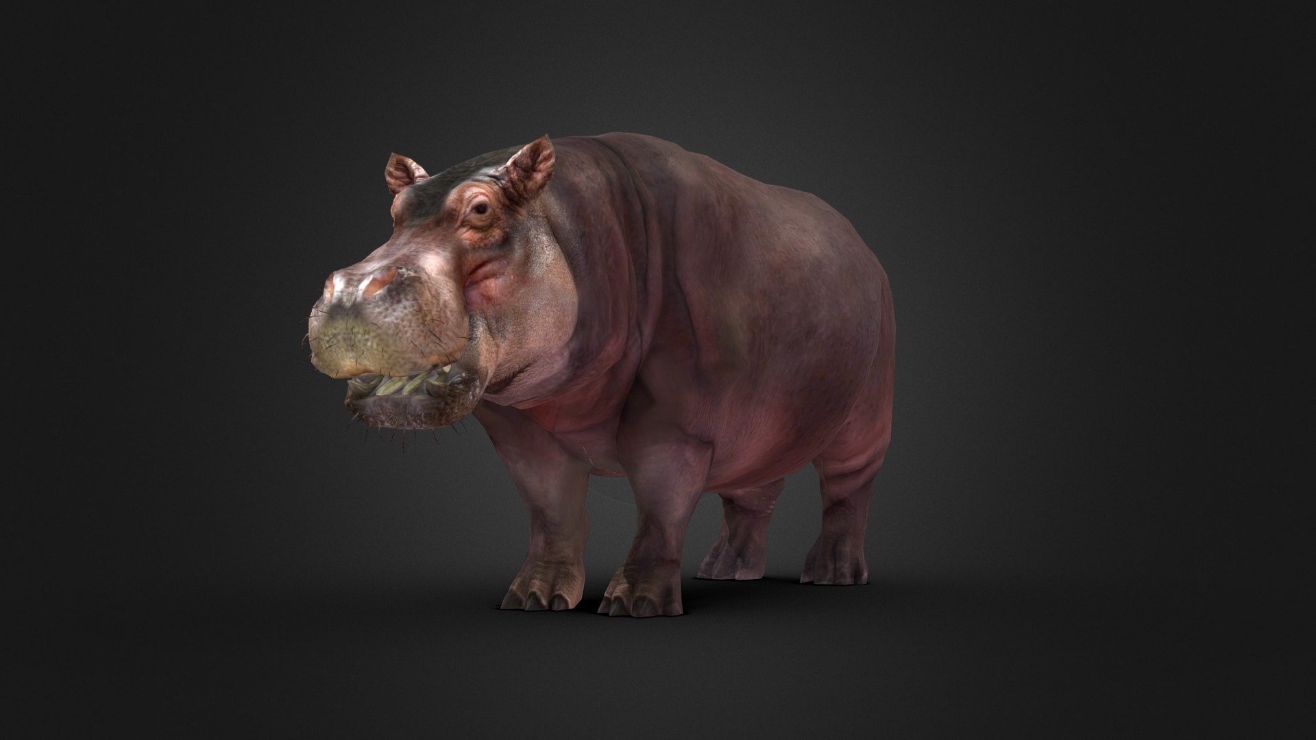 Hippopotamus - Rigged - Buy Royalty Free 3D model by Iofry [bbc7fc3 ...