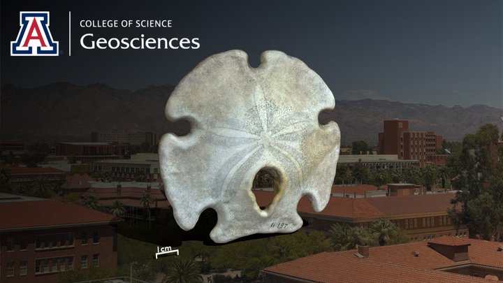 Encope Grandis (L. Agassiz, 1841) 3D Model