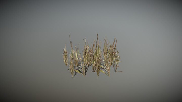 Grass PBR 3D Model