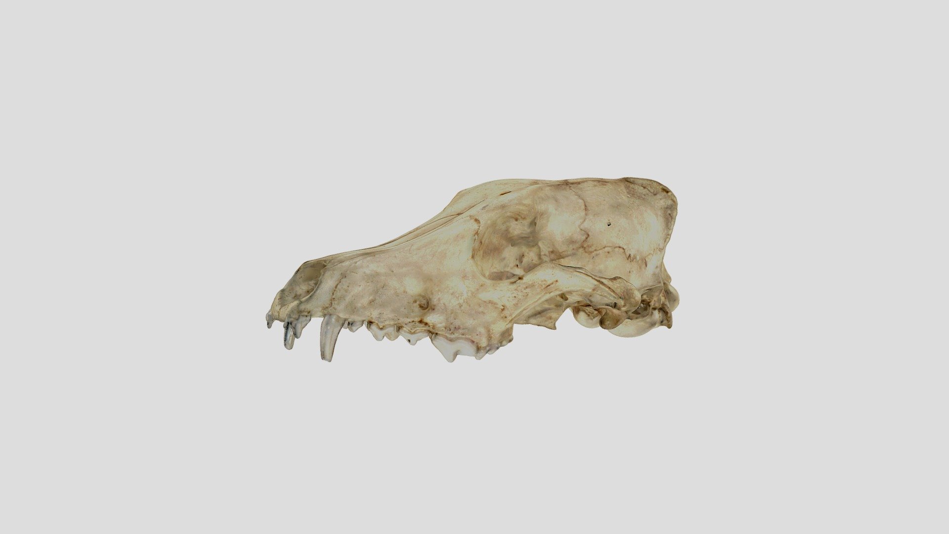 ridgeline_coyote