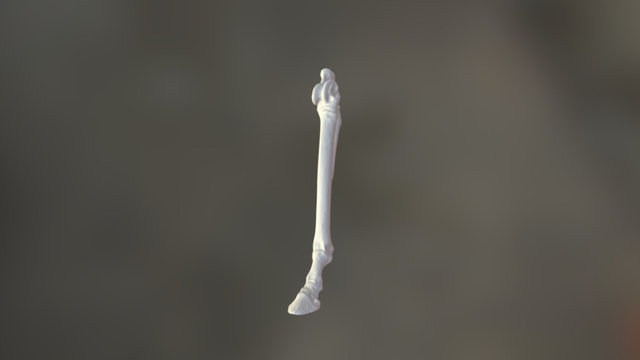 Pliohippus Left Fore Bone 3D Model