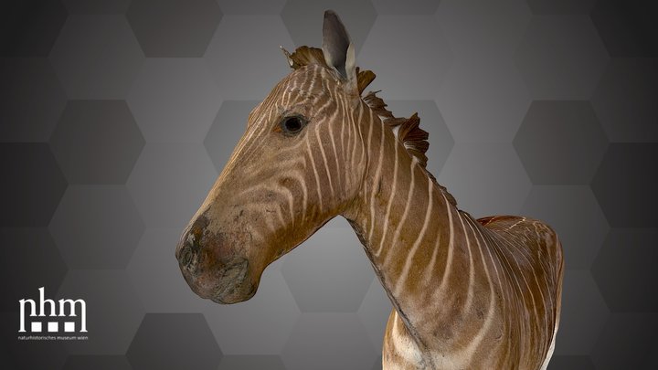 Quagga (NHMW-ZOO-MAMM-ST710) – Free 3D Model STL
