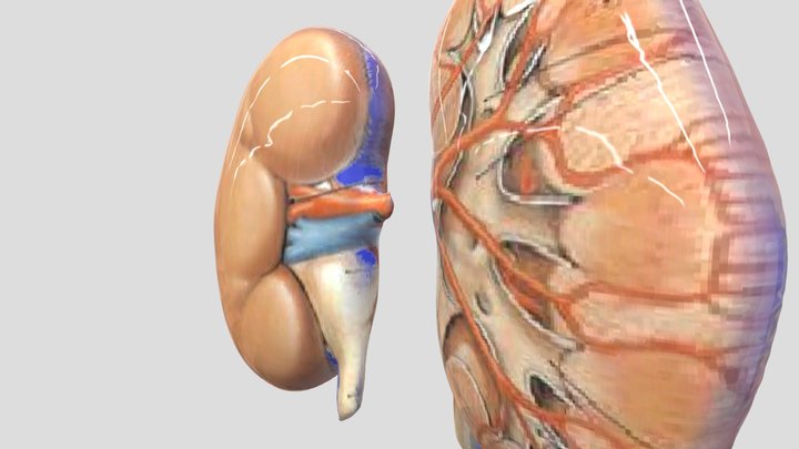 Kidney 3D Model