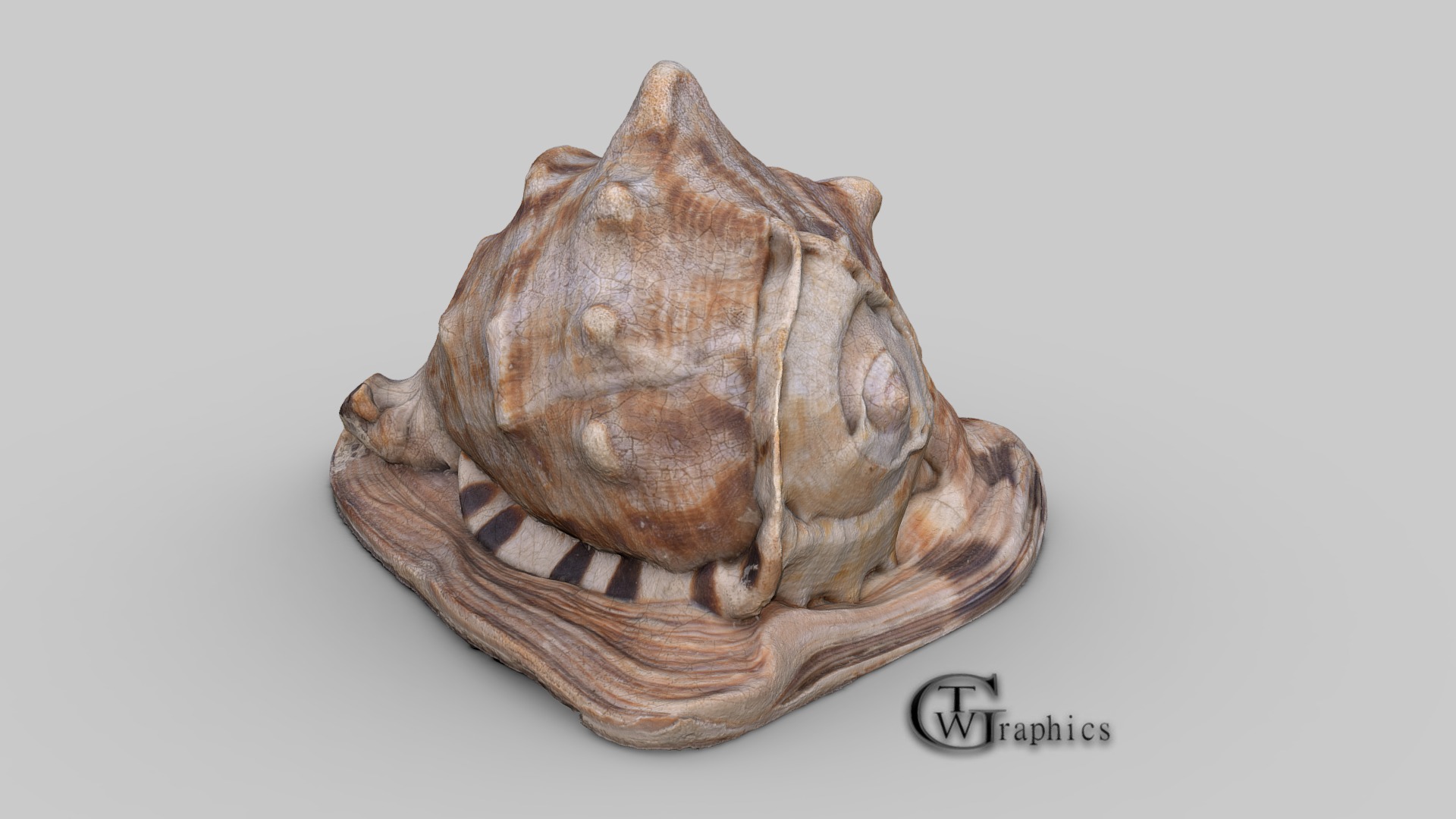 3D model Conch Shell 3D Scan High Mesh Detail - This is a 3D model of the Conch Shell 3D Scan High Mesh Detail. The 3D model is about a wooden sculpture of a head.