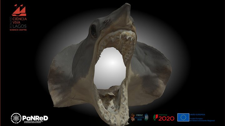 Tubarão-Anequim | Shortfin Mako Shark 3D Model
