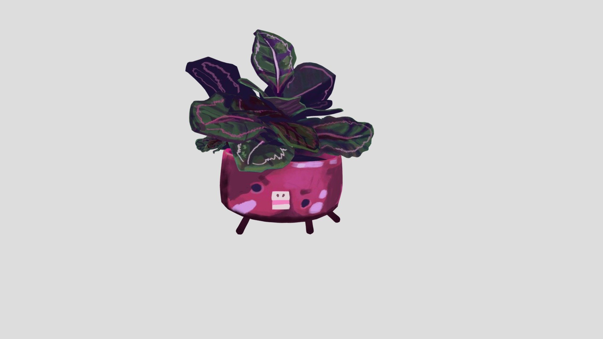 Rose Painted Calethea