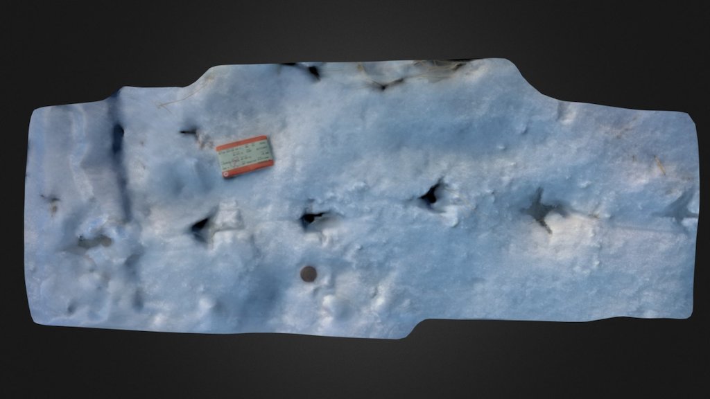 Bird footprints in snow