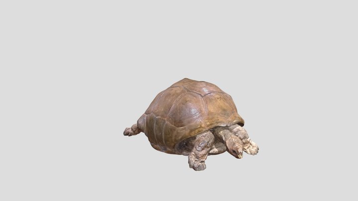 Aldabrachelys gigantea 3D Model
