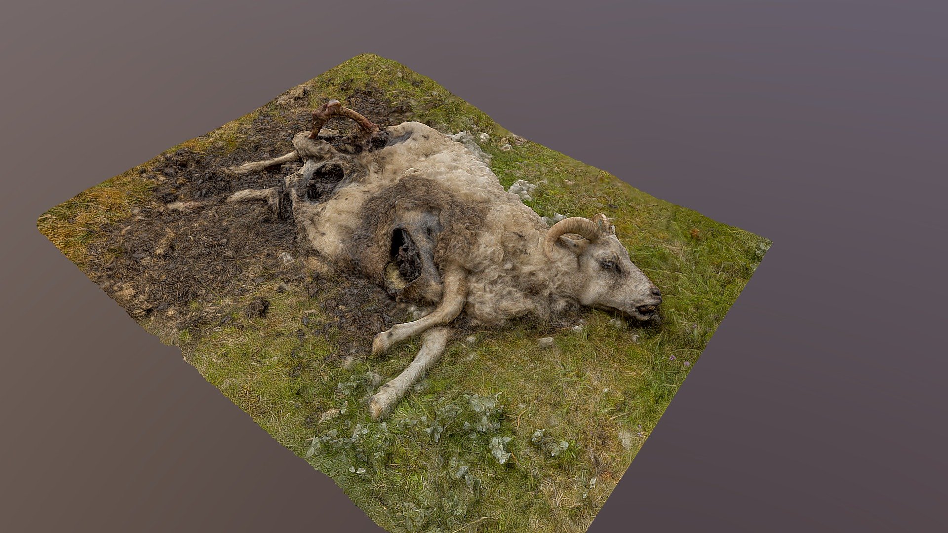 Dead Icelandinc sheep