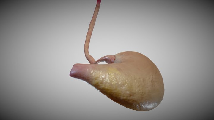 Stomach and esophagus 3D Model