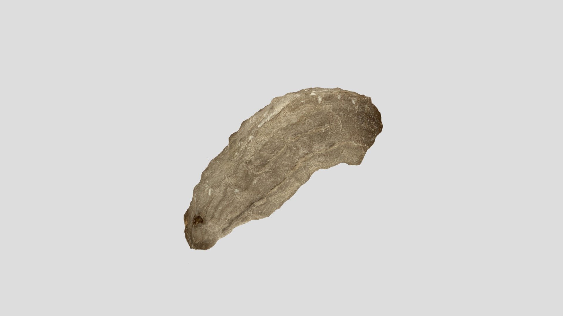 Fossils 6