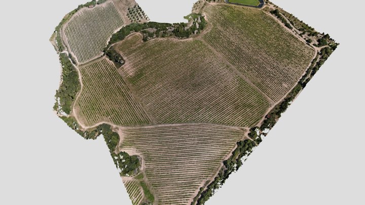 Vineyard 3D Model