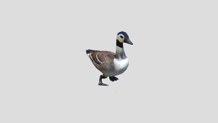pato canada 3D Model