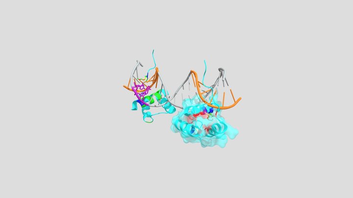 Human NKX2.5 Homeodomain in Complex with DNA 3D Model