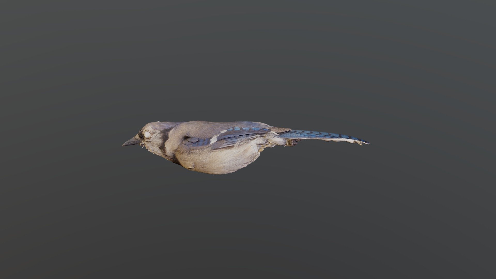 Blue Jay - Cyanocitta cristata