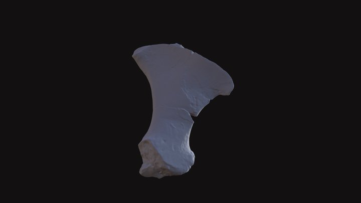 Ischion Jeune Plésiosaure 3D Model