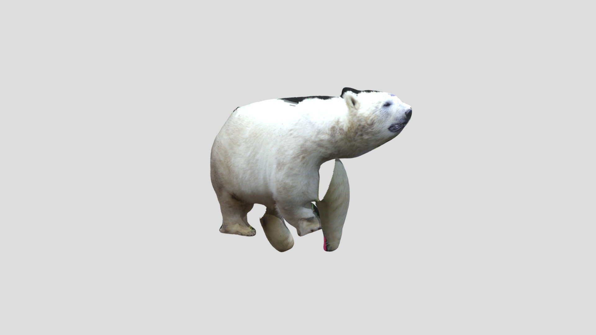北極熊 - 3D model by md11014574 [bbedd39] - Sketchfab