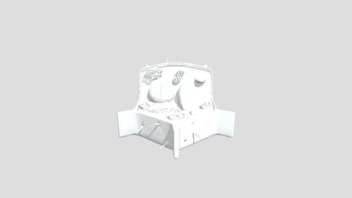 Cell Vegetal - ImaXr 3D Model