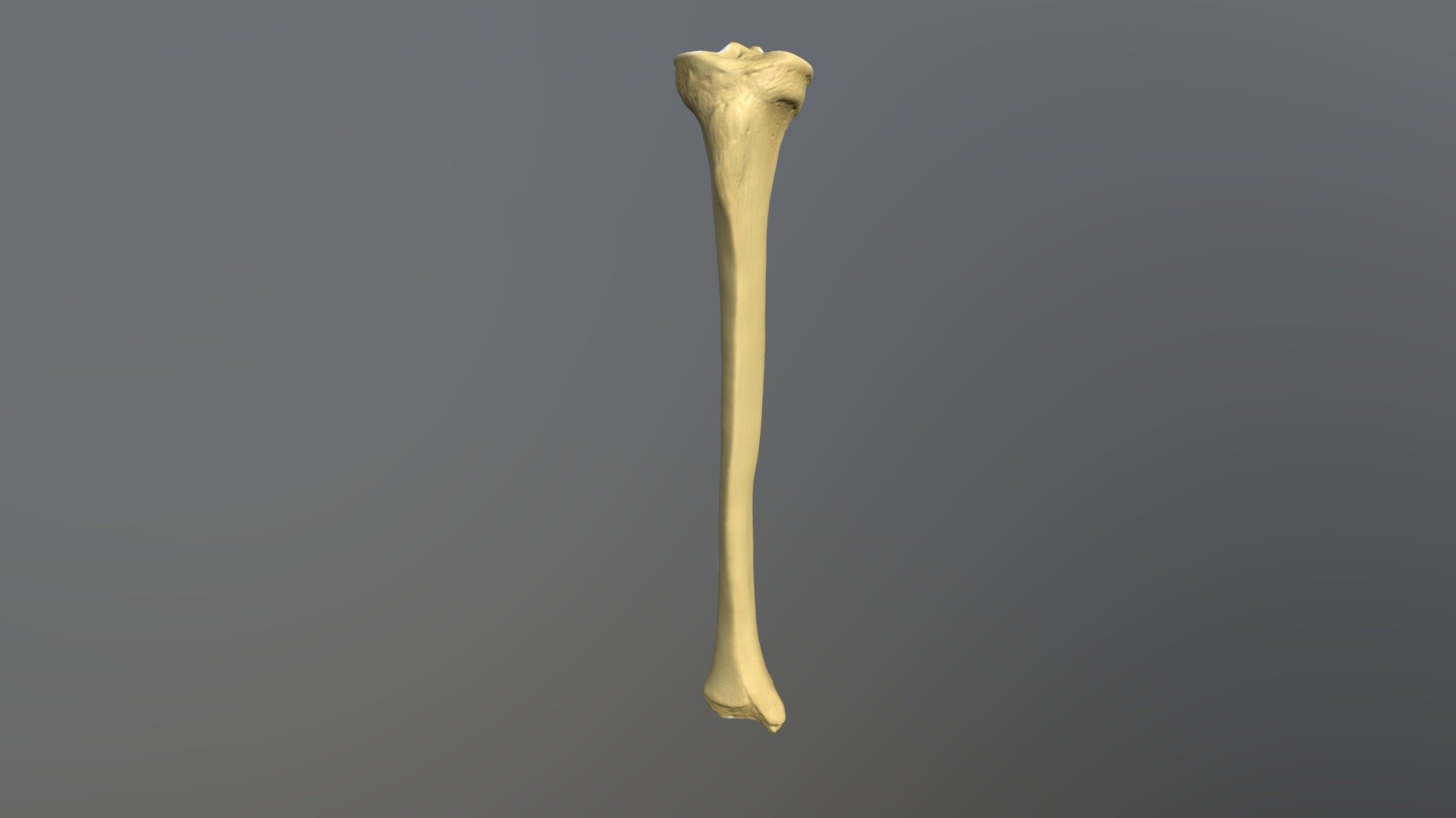 Tibia - Buy Royalty Free 3D model by humantouchillustration [bbf2f40 ...