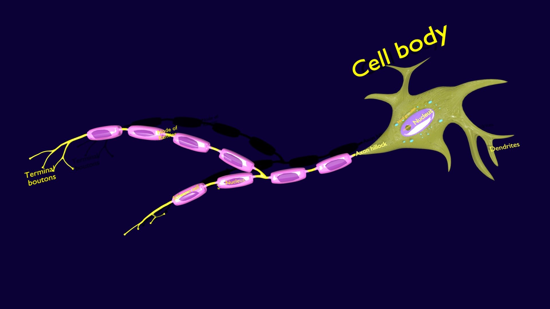 Neuron nerve axon detailed labelled