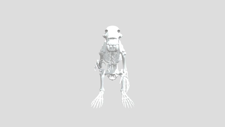 Beaver skeleton stance – Free 3D Model STL