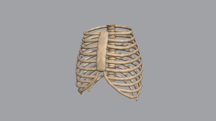Low poly skeleton ribs – Free 3D Model STL