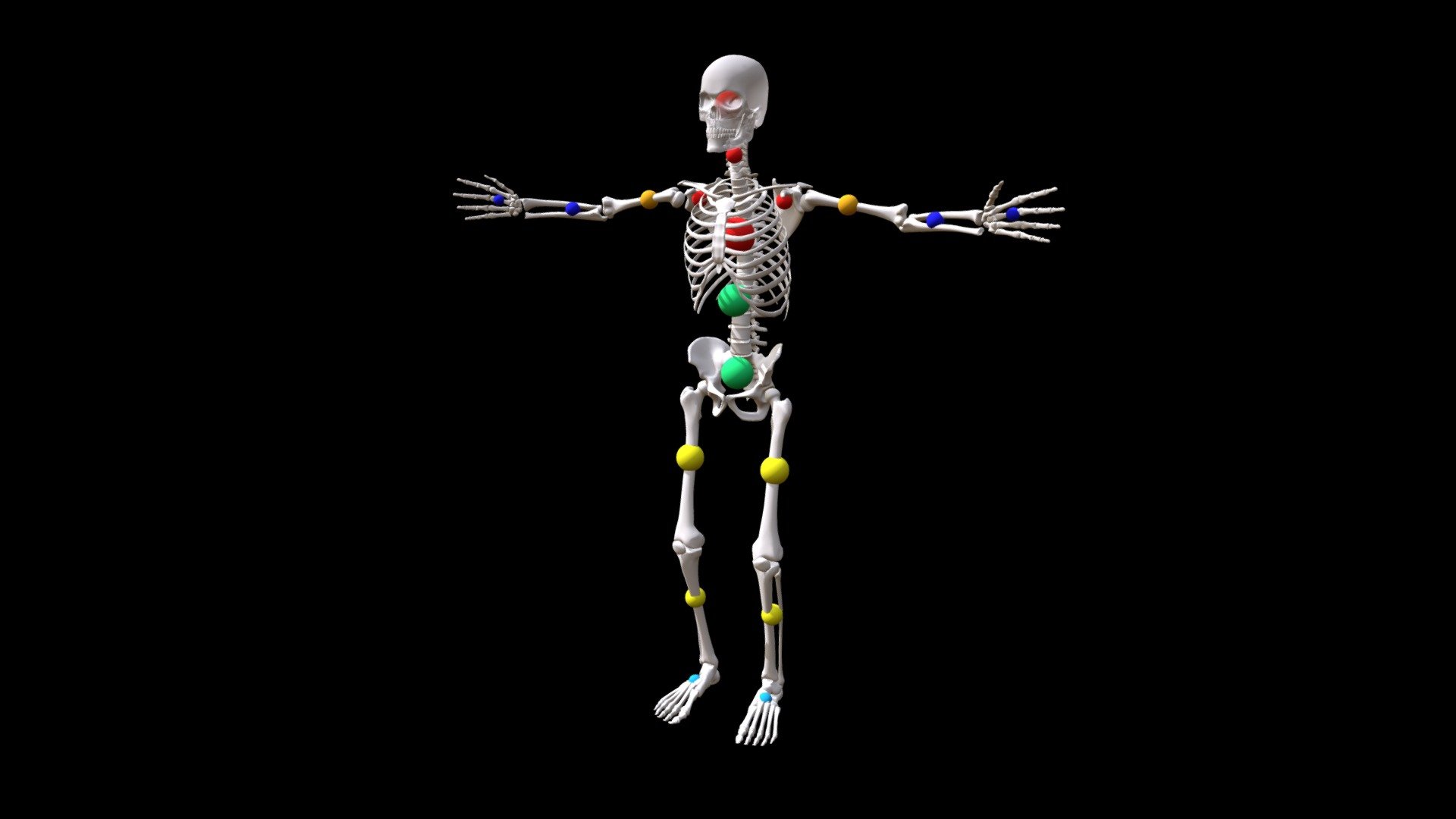 2 Weight Weight Release Areas 3D model by innerbodyart [bc00ba4