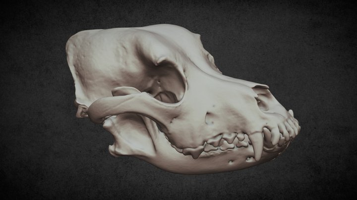 Canine skull (102A) 3D Model