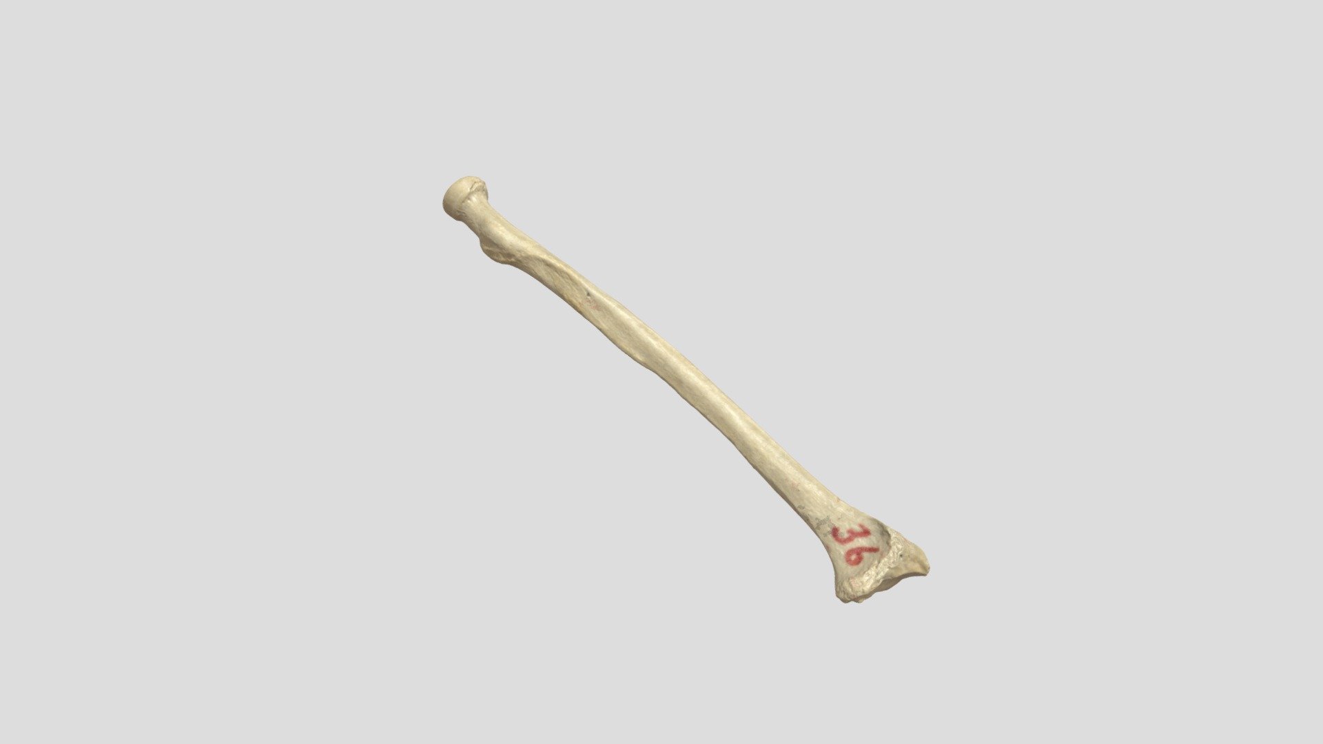 Left Radius Individual AA - 3D model by TIlkin (@nicholaslitt85 ...