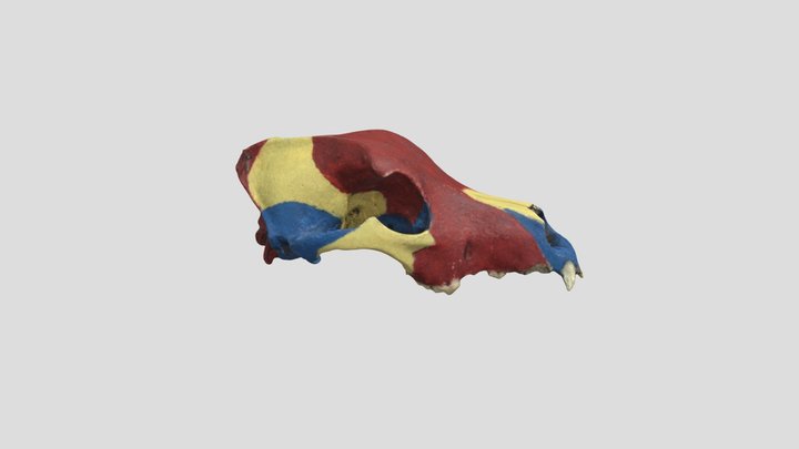 Coloured dog skull 3D Model