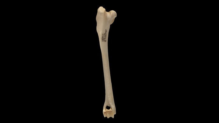 Artic Hare (Lepus arcticus), Right Humerus 3D Model