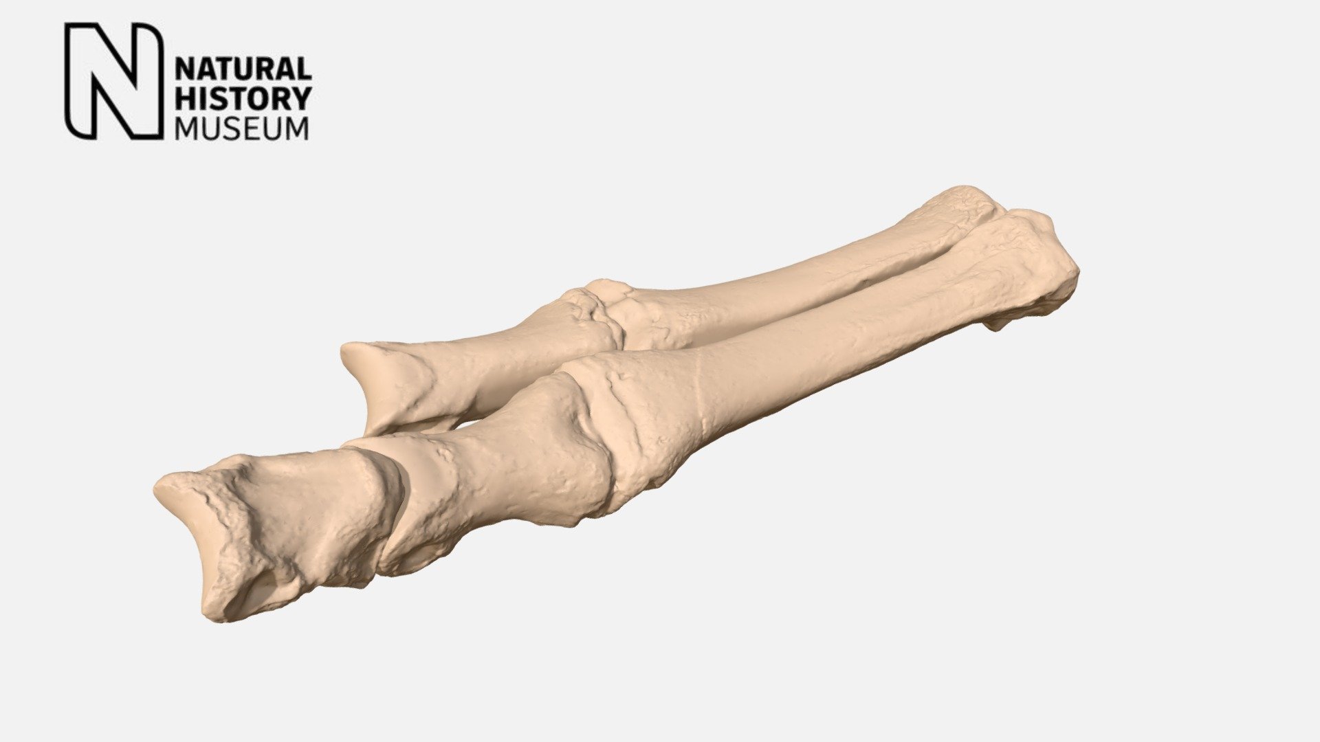 Macrauchenia patachonica - forefoot bones