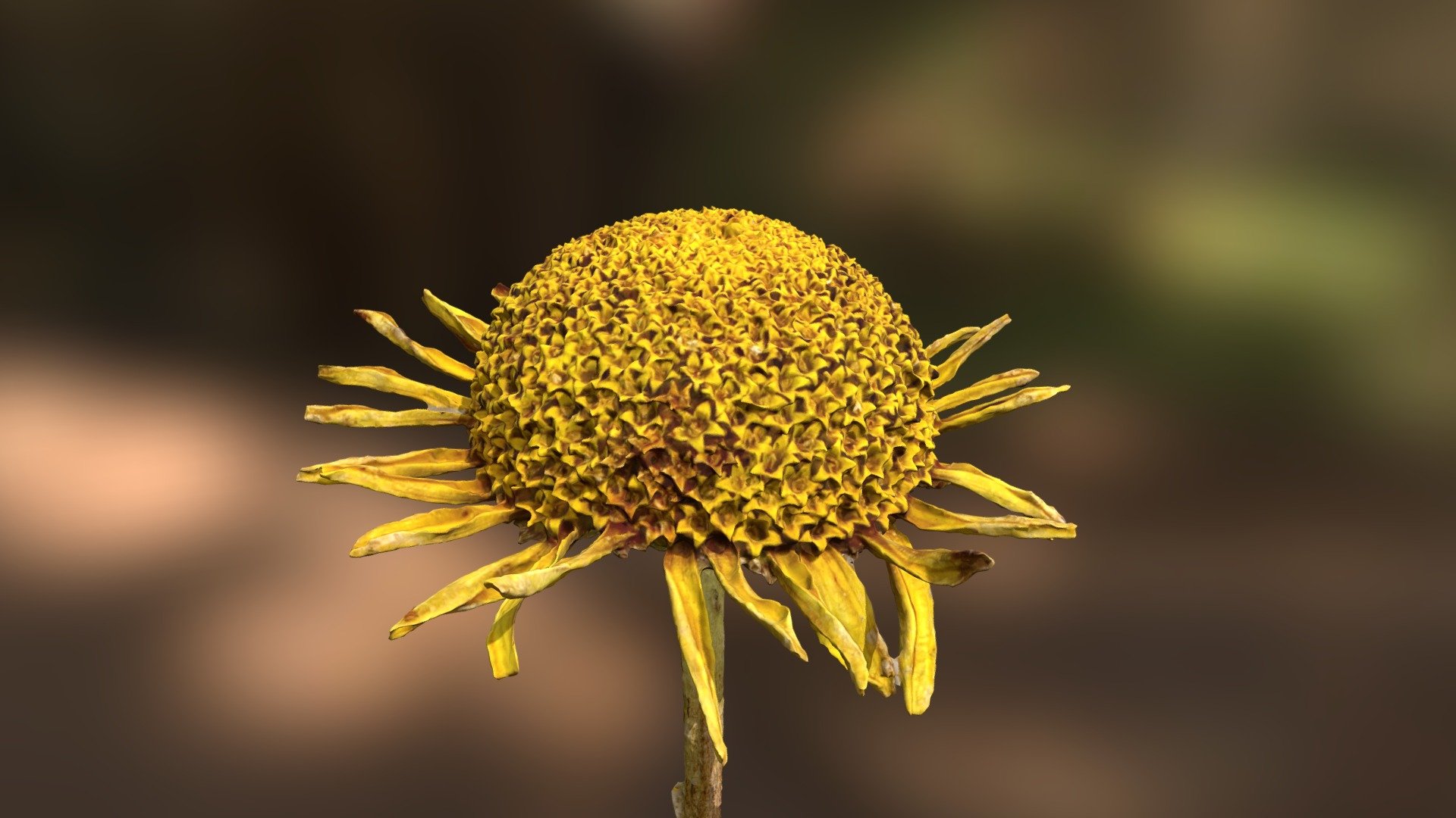 flower openScan test 1 - openScancloude