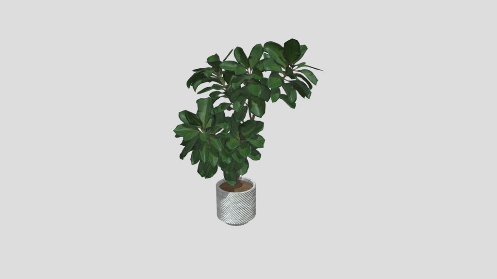 Ficus Plant